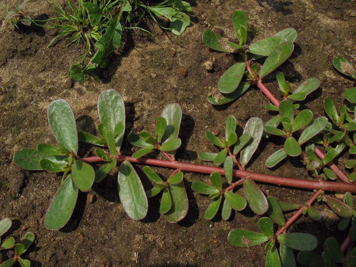 “Vị thuốc trị giun” này sẽ mang lại tác dụng khi bạn uống liên tục từ 3 - 5 ngày. (Nguồn Freenatureimages)