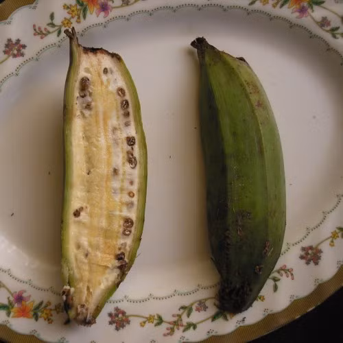 Chuối hột cũng là loại trái cây bạn có thể sử dụng để trị giun. Chuối hột giúp đường ruột và hệ tiêu hóa của bạn sạch sẽ, ngừa được giun mà không cần dùng thuốc. (Nguồn Bhsproject)