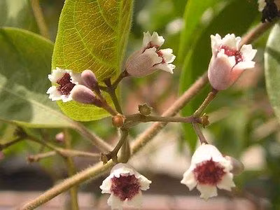 Bên cạnh hạt bí ngô, lá mơ lông tẩy giun đũa rất tốt. Bạn chỉ cần ép lấy nước cốt lá mơ lông, bỏ thêm vài hạt muối rồi uống khi bụng đói trong 2 - 3 ngày. (Nguồn Ebayimg)