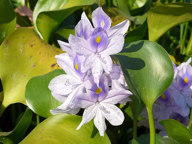 Không chỉ có nhiều công dụng với sức khỏe, bèo tây còn có tác dụng bảo vệ môi trường rất tốt. (Nguồn Wikimedia)