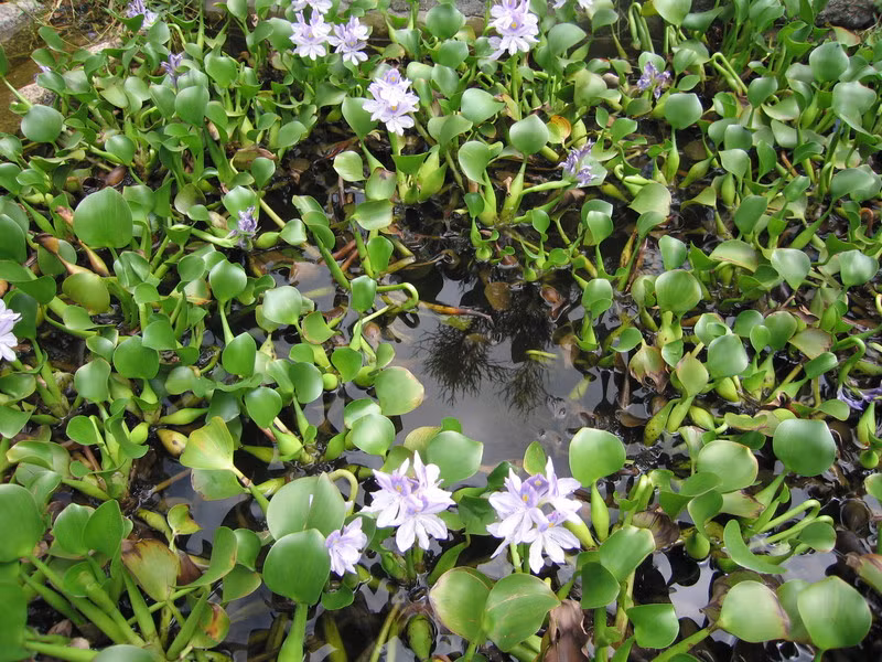 Bạn có thể hái một nắm bèo tây rồi rửa sạch và giã nát, sau đó đắp lên vết sưng, mụn nhọt. Thực hiện 2 - 3 lần/ngày để cho kết quả nhanh nhất. (Nguồn Senckenberg)