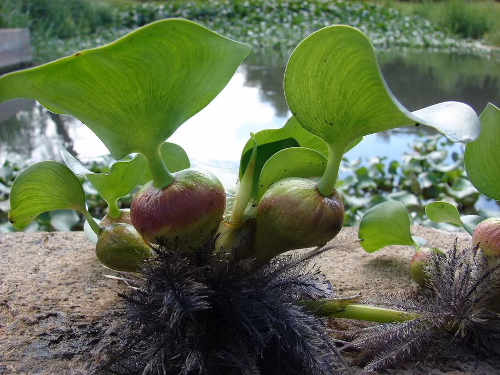 Bèo tây còn là vị thuốc chữa ho gió, ho có đờm. (Nguồn Plantright)