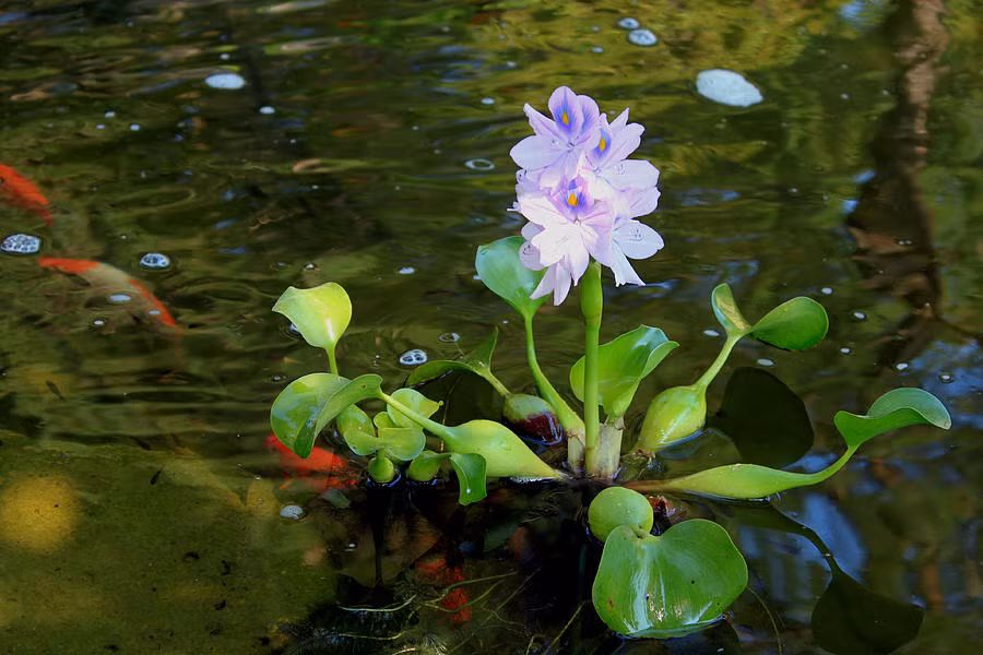 Bên cạnh đó, cây bèo tây hỗ trợ điều trị bệnh cao huyết áp mãn tính. Vì vậy, người bị cao huyết áp có thể sử dụng hoa bèo tây để đun trà uống hàng ngày. (Nguồn Fineartamerica)