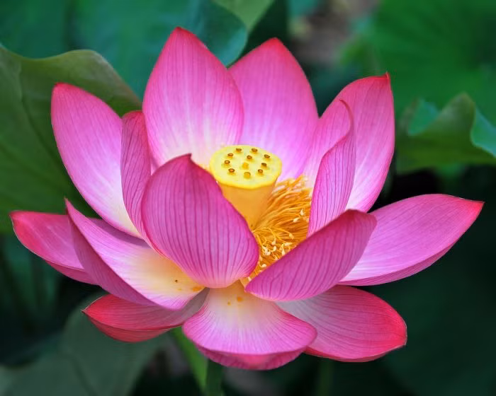 Dung de ngo nhan viec tu hanh