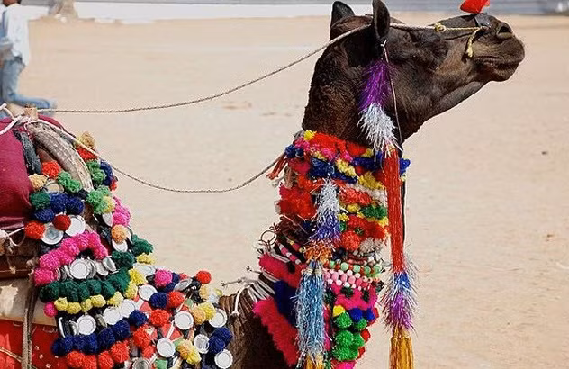 Lễ hội lạc đà được điễn ra trong 5 ngày tại thị trấn sa mạc nhỏ của Pushkar, bang Rajasthan, Ấn Độ. Người dân mang tới lễ hội những chú lạc đà khỏe mạnh nhất của mình.