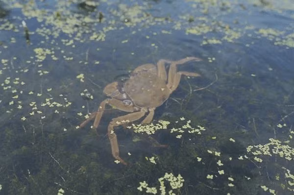 Nuot song cua “tra thu” cho con, bo gap chuyen kinh di