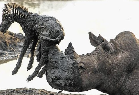 Quá đau buồn, con tê giác đã nằm xuống bên cạnh xác con ngựa và đóng cứng mình trong một lớp bùn dày một lúc lâu. Đáng buồn là sự đồng cảm giữa các loài trong tự nhiên lại gặp phải cái kết thúc không có hậu.