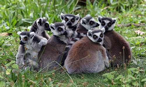 Vượn cáo mẹ tỏa mùi hương khác nhau khi mang bầu con trai hay con gái.