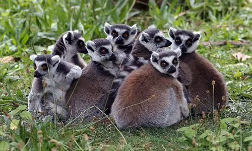 Vượn cáo mẹ tỏa mùi hương khác nhau khi mang bầu con trai hay con gái.