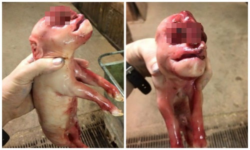 Quái thai lợn mặt người với "của quý" trên đầu thứ hai xuất hiện ở Scotland.