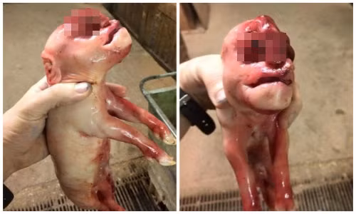 Quái thai lợn mặt người với "của quý" trên đầu thứ hai xuất hiện ở Scotland.