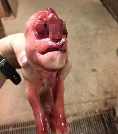 Hình ảnh ghê rợn của quái thai lợn ở Scotland. Ảnh: Dailyrecord.co.uk.