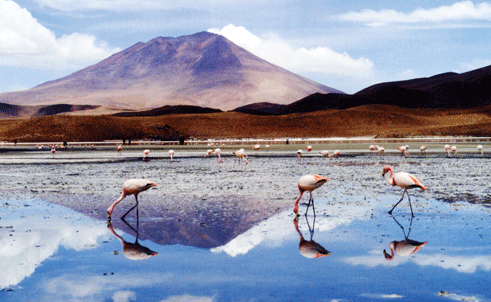 Loài hồng hạc ở vùng hồ Tanganyaka, châu Phi đứng xõa cánh, múa mỏ trong gần nửa giờ rồi cặp một cành nhỏ đem đến trước mặt nàng.