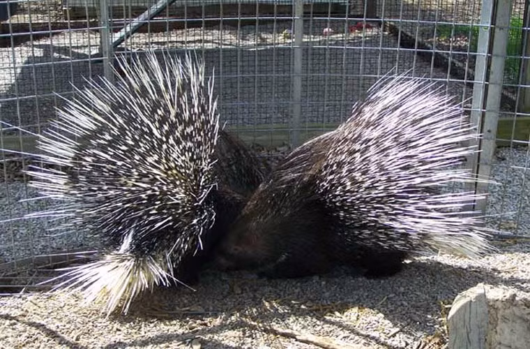 Món quà đặc biệt của nhím đực là tiểu đầy mình bạn tình trước khi giao phối. Bởi với nước tiểu của nhím đực chứa một chất kích thích, chàng nhím nào không tiểu sẽ bị nhím cái từ chối không cho đụng vào mình.