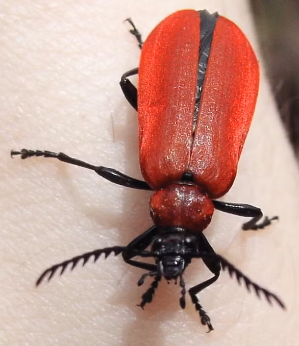 Cũng giống như ruồi Tây Ban Nha thì bọ hung lửa cũng sở hữu chất cantharidin. Chàng sẽ tặng nàng trọn gói cantharidin trộn lẫn tinh dịch để bao quanh vỏ trứng, giúp bảo vệ con chúng khỏi bị những côn trùng khác ăn thịt.