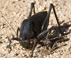 Loài dế Mormon là loài có những bọc tinh dịch là món quà lớn nhất, vì vậy chúng có quyền được lựa chọn bạn tình xinh đẹp nhất.