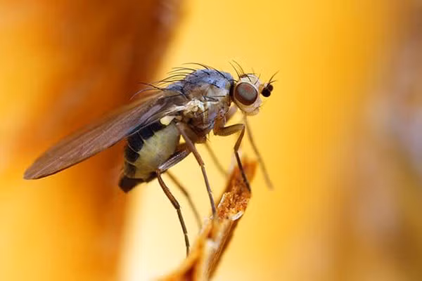 Ruồi Tây Ban Nha tặng chất cantharidin (một loại alkanoid nổi tiếng kích dục do con đực tiết ra từ một hạch nhỏ ở vùng đầu) làm loại quà tặng đặc biệt cho con cái. Cả hai sẽ giao phối với con đực trong vòng nửa giờ.