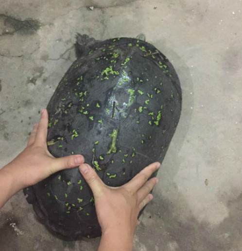 Vào tháng 6/2017, trong lúc đi chơi về gần đến nhà, một người dân ở phường Định Công, quận Thanh Xuân, Hà Nội đã phát hiện một con rùa nặng 15kg, trên mai có vân như vỏ quả dưa hấu.