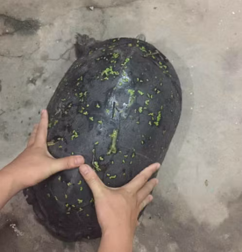 Vào tháng 6/2017, trong lúc đi chơi về gần đến nhà, một người dân ở phường Định Công, quận Thanh Xuân, Hà Nội đã phát hiện một con rùa nặng 15kg, trên mai có vân như vỏ quả dưa hấu.