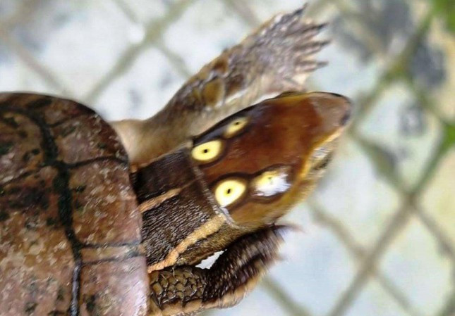 Khi đến tiếp cận cá thể rùa bốn mắt này, Hạt kiểm lâm TP.Huế xác định đây là rùa 4 mắt, có tên khoa học (Sacalia quadriocellata). Rùa 4 mắt thuộc nhóm IIB động vật rừng nguy cấp, quý hiếm.