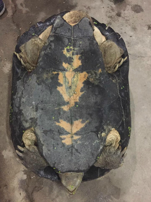 Hai anh em sau đó đã cùng nhau bắt con vật đem về nhà chụp hình rồi mang thả xuống hồ.