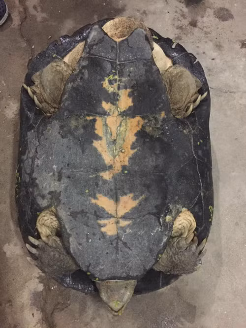 Hai anh em sau đó đã cùng nhau bắt con vật đem về nhà chụp hình rồi mang thả xuống hồ.