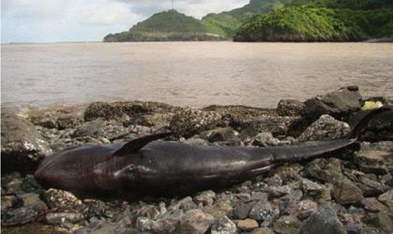Theo quan niệm của một số người dân vùng biển Việt Nam, năm nào có xác cá heo lụy bờ thì năm đó ngư dân địa phương ăn nên làm ra, công việc đánh bắt thuận buồm xuôi gió. Họ tin rằng vị thần Nam Hải đã hóa thân vào hình ảnh các loại cá lớn, trong đó có cá heo để che chở, cứu giúp khi ngư dân gặp nạn trên biển. Còn khoa học giải thích hiện tượng này thế nào?