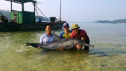 Trưa 23/10/2015, một con cá heo được phát hiện bị mắc cạn trên bãi cát ở bờ biển khu vực thôn 1, xã Thanh Lân, huyện Cô Tô (Quảng Ninh).3 ngư dân đã bế đưa cá heo lên một chiếc thuyền, đưa ra khu vực nước sâu để thả. Ảnh: NLĐ.