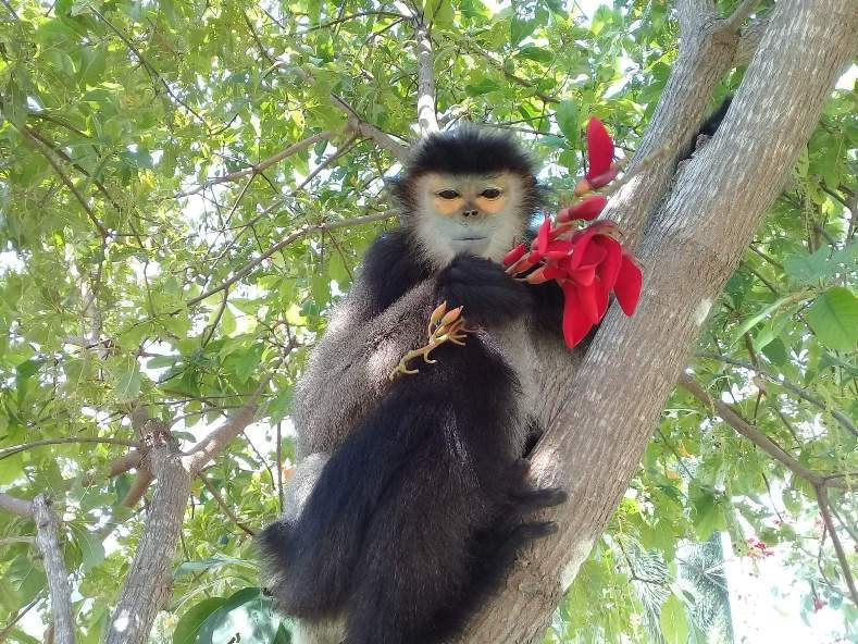 Khu dự trữ sinh quyển Núi Chúa là nơi sinh sống của 1.511 loài thực vật, trong đó có 54 loài được ghi trong Sách đỏ Việt Nam và Danh lục đỏ thế giới (IUCN); có 765 loài động vật trong đó 46 loài quý hiếm trong IUCN. Ảnh: Huy Nguyễn.