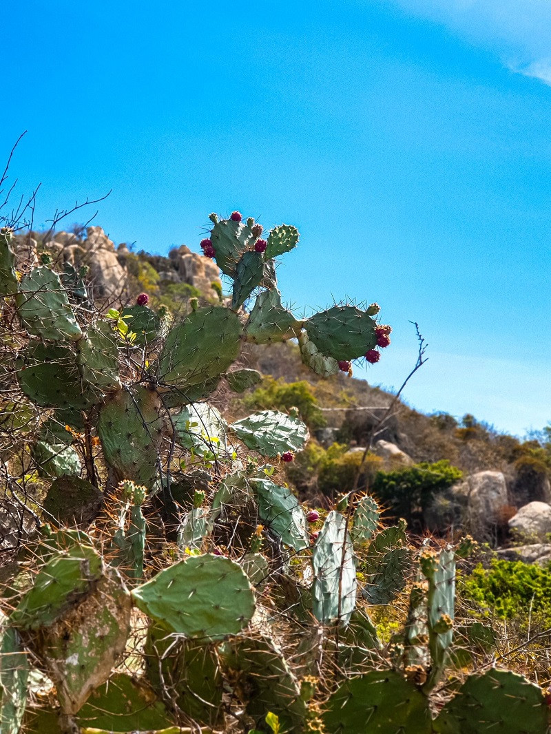 Với những đặc trư­ng rất riêng này, Vư­ờn quốc gia Núi Chúa còn được xem là "Thảo nguyên cây gai" có một không hai ở Việt Nam. Ảnh: TN&amp;MT.