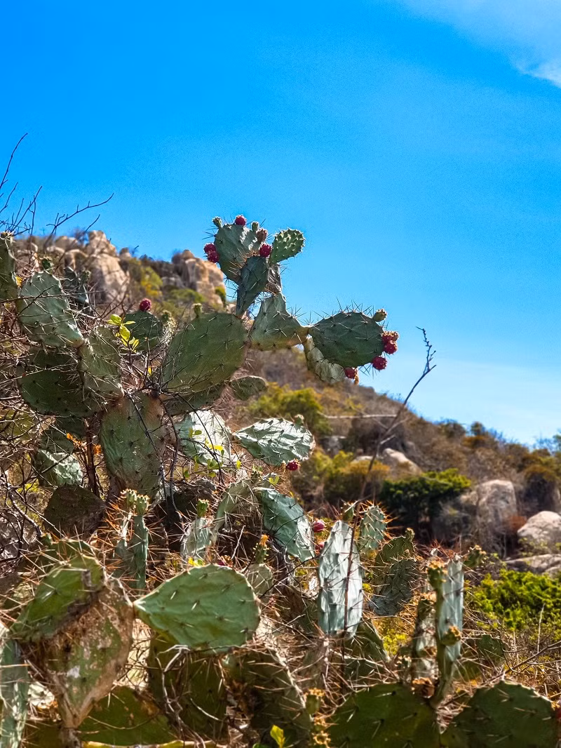 Với những đặc trư­ng rất riêng này, Vư­ờn quốc gia Núi Chúa còn được xem là "Thảo nguyên cây gai" có một không hai ở Việt Nam. Ảnh: TN&amp;MT.