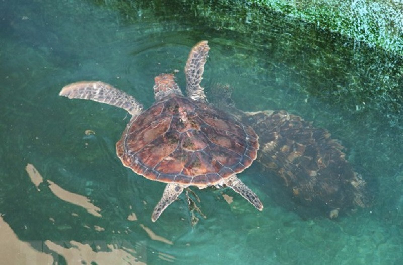 Một số loài động vật quý hiếm có tầm quan trọng quốc tế như rùa biển, voọc chà vá chân đen, cheo cheo lưng bạc ở Núi Chúa được bảo tồn, bảo vệ nghiêm ngặt.