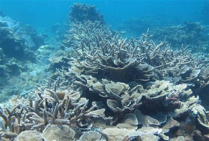 Nơi đây có gần 350 loài san hô phong phú về hình dáng, màu sắc, trong đó có những loài nguyên thủy, chỉ cách mặt nước 2 - 4m. Ảnh: Nguyễn Thành/TTXVN.