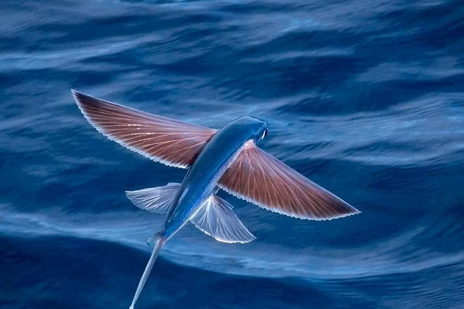 Quảng Nam được biết đến là địa phương có nhiều điểm du lịch lý tưởng, hấp dẫn. Đặc biệt, nơi đây còn được khách du lịch nhớ tới bởi loài cá biết bay như chim rất độc đáo.