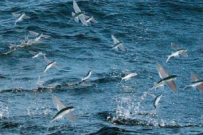 Trong mùa giao phối, người ta thường thấy những đàn cá bay khổng lồ, có khi lên tới hàng triệu cá thể. Số lượng cá chuồn lớn nhất tập hợp từ tháng 12 đến tháng 6, đôi khi giữa tháng 7 và tháng 11. Mùa giao phối thường bắt đầu vào tháng 12 và cao điểm thường là vào tháng 6.