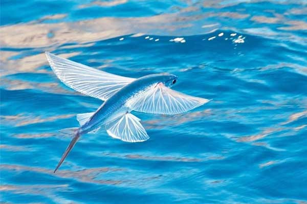 Đuôi của loài cá này phải di chuyển qua lại đến 70 lần/ giây để có thể vọt lên khỏi mặt nước. Sau đó, chúng mở rộng bộ vây ngực và nghiêng mình để bay lên. Khi muốn đáp xuống nước, cá chuồn chỉ cần gấp vây ngực lại và hạ mình xuống biển.