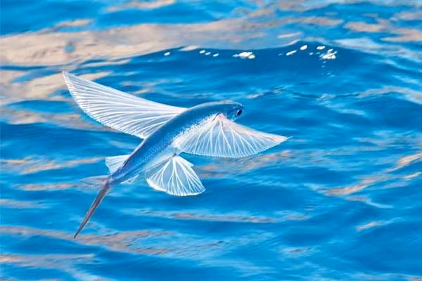 Đuôi của loài cá này phải di chuyển qua lại đến 70 lần/ giây để có thể vọt lên khỏi mặt nước. Sau đó, chúng mở rộng bộ vây ngực và nghiêng mình để bay lên. Khi muốn đáp xuống nước, cá chuồn chỉ cần gấp vây ngực lại và hạ mình xuống biển.