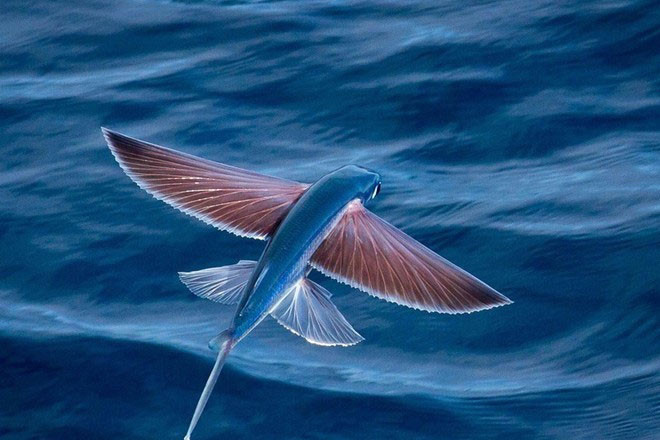 Quảng Nam được biết đến là địa phương có nhiều điểm du lịch lý tưởng, hấp dẫn. Đặc biệt, nơi đây còn được khách du lịch nhớ tới bởi loài cá biết bay như chim rất độc đáo.