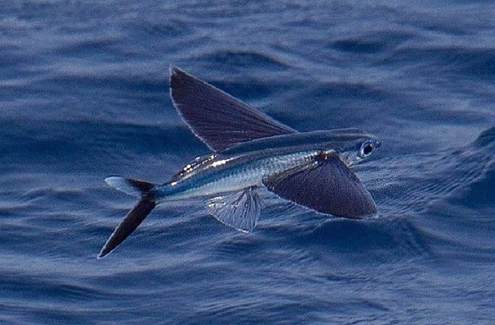 Cá chuồn có thể tạo ra nhiều lượt “bay” trong một lần di chuyển, những con cá chuồn khỏe có thể “bay” đến 180m mỗi lượt. Tổng lượt “bay” có thể kéo dài tới 43 giây, đi được quãng đường 400m.