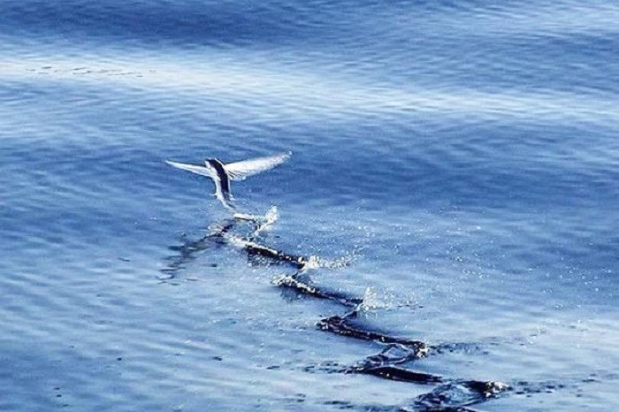 Cá chuồn thường bơi ở sát mặt nước, chúng bay lên không trung trong trường hợp bị tấn công, thoát khỏi nguy hiểm.