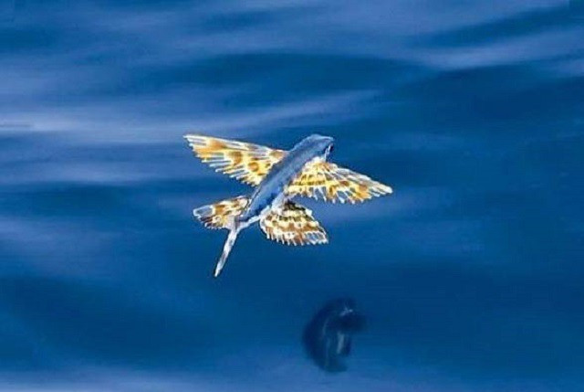 Cá chuồn được chia thành ha cánh và bốn cánh. Các loài hai cánh có chiều dài từ 18 đến 30cm, trong khi các loài bốn cánh thường đạt 38cm.