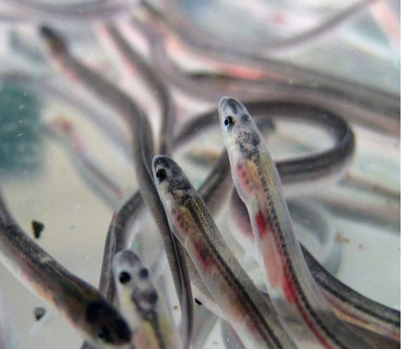 Nghề buôn lậu lươn thủy tinh mang về khoảng 3,7 tỷ USD mỗi năm, theo Tổ chức Bảo tồn Lươn châu Âu.