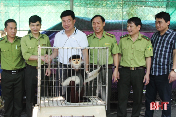 Vườn Quốc gia Vũ Quang (Hà Tĩnh) vừa bàn giao cá thể chà vá chân nâu 14kg cho Vườn Quốc gia Cúc Phương (Ninh Bình). Trước đó, cá thể chà vá chân nâu này được Hạt Kiểm lâm huyện Thạch Hà bàn giao cho Vườn Quốc gia Vũ Quang chăm sóc vào ngày 12/4/2022. Nguồn: Báo Hà Tĩnh.