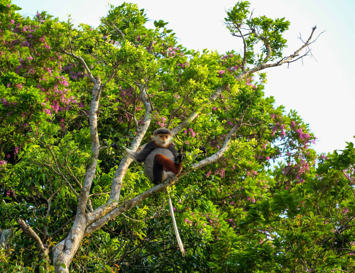 Do đó, cần phải bảo vệ đàn voọc quý hiếm, không phải chỉ cho Việt Nam mà còn cho nhân loại. Ảnh: Nhân Dân.