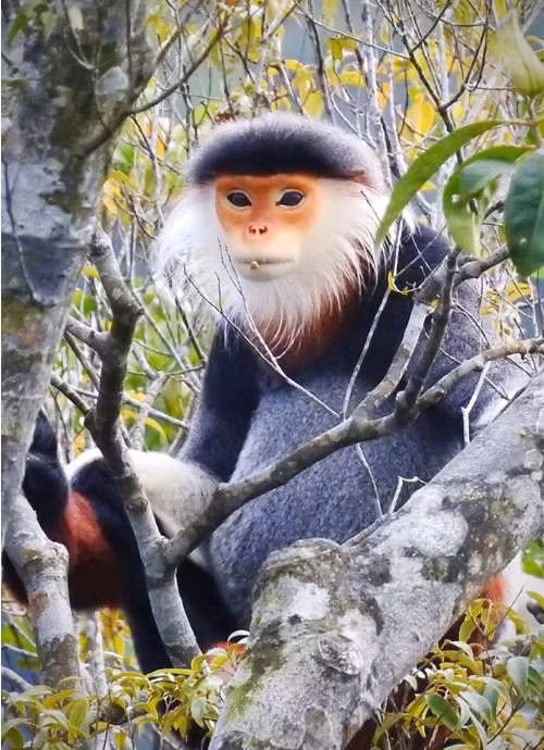 Pháp luật Việt Nam và Công ước về buôn bán các loài động thực vật hoang dã (Cites) đã nghiêm cấm săn bắt, buôn bán voọc chà vá chân nâu dưới mọi hình thức (Nghị định 32 ND-CP/2006 của Chính phủ). Tuy nhiên, số lượng quần thể của vọoc chà vá chân nâu ở Việt Nam bị suy giảm nghiêm trọng do săn bắt và môi trường sống.