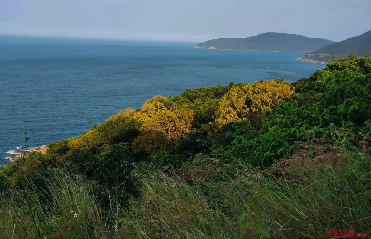 Bán đảo Sơn Trà, Đà Nẵng là một trong những nơi sinh sống của loài linh trưởng quý hiểm trên thế giới này. Ảnh: Nhân Dân.
