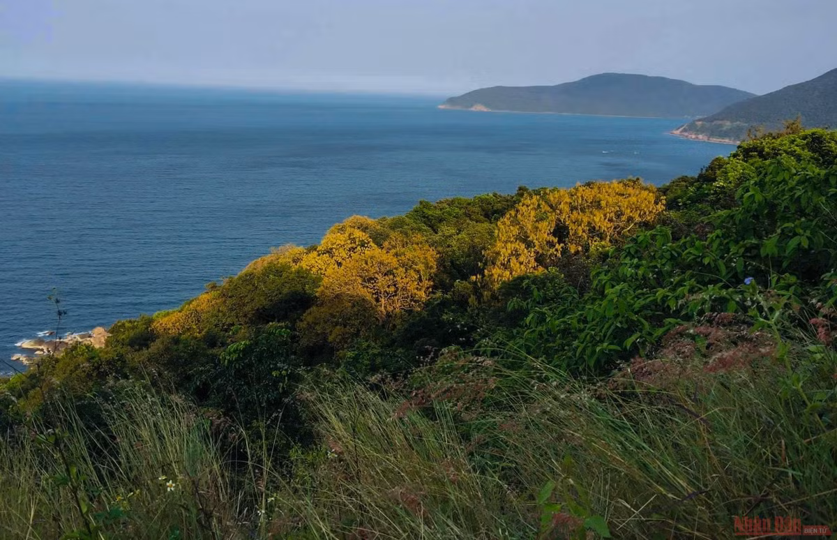 Bán đảo Sơn Trà, Đà Nẵng là một trong những nơi sinh sống của loài linh trưởng quý hiểm trên thế giới này. Ảnh: Nhân Dân.