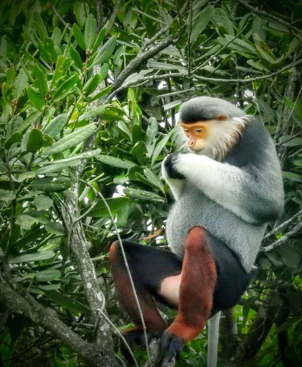 Ở nước ta, voọc chà vá chân nâu sinh sống trong các khu rừng nguyên sinh từ Nghệ An đến Kon Tum. Lượng cá thể của loài này chiếm hơn 80% số lượng voọc trên thế giới.