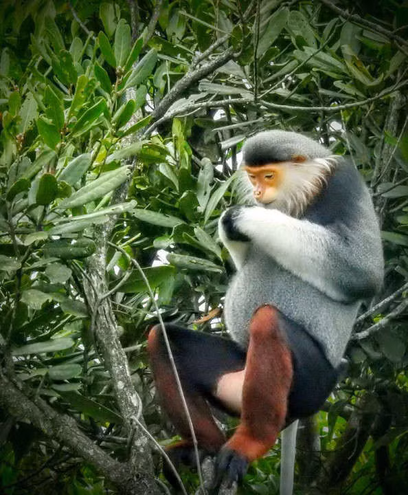 Ở nước ta, voọc chà vá chân nâu sinh sống trong các khu rừng nguyên sinh từ Nghệ An đến Kon Tum. Lượng cá thể của loài này chiếm hơn 80% số lượng voọc trên thế giới.