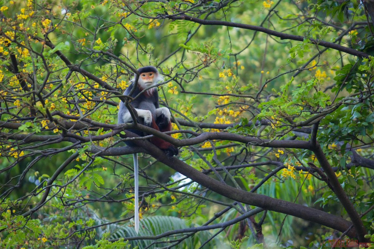 Để có được những tấm hình đẹp thế này, các nhiếp ảnh gia phải rất kỳ công, tốn thời gian cộng với may mắn. Ảnh: Nhân Dân.